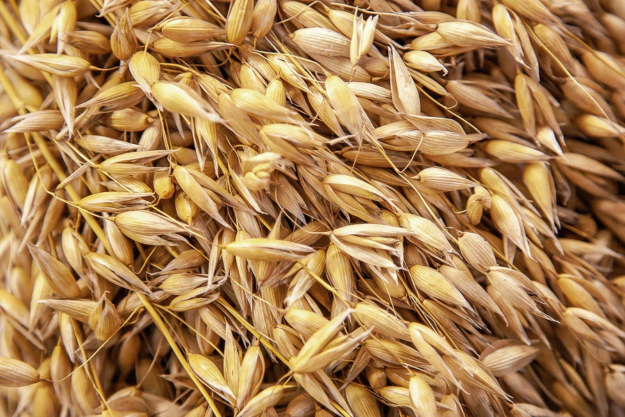 Regenerative Oats – Wholesale Climate-Smart Grain